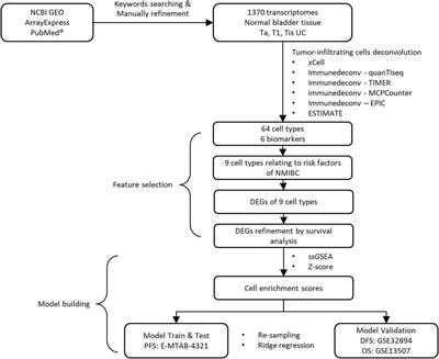 A Robust Immuno-Prognostic Model of Non-Muscle-Invasive Bladder Cancer Indicates Dynamic Interaction in Tumor Immune Microenvironment Contributes to Cancer Progression